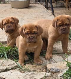IMPORTED FRENCH MASTIFF PUPPIES AVAILABLE FOR SALE