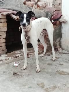 tazi breed