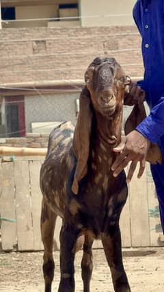 Beetal bakra breeder