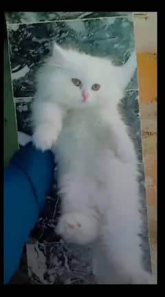 Persian cat My WhatsApp number 03290364327 for sale