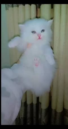 Persian cat My WhatsApp number 03290364327 for sale