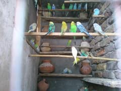 Budgies For Sale