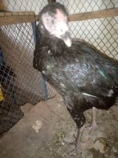 Assel Breeder Female For Sale picture or Videos WhatsApp pay