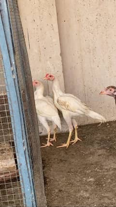 home breed available price in Whatsapp