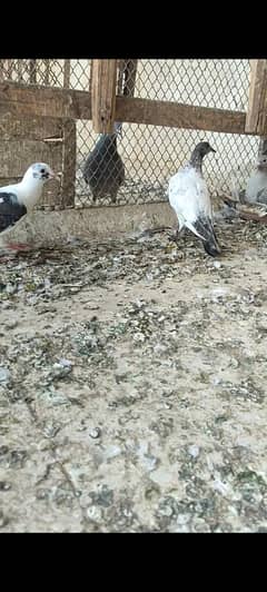 7pthay available 350 per pc