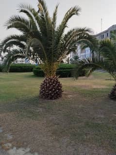 I SELL 8MARLA Plot IN BAHRIA ORCHARD PHASE FOR MORE PICS PLEASE CONTACT ME
