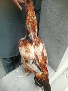 Aseel morgha