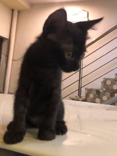 Adorable kitten male Peshawar