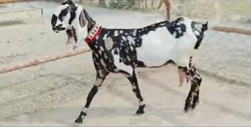 2 Bachhon wali bakri for sale