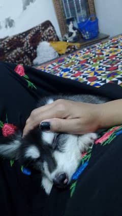 Husky pape for sale