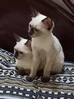 A Pair of Adorable Siamese Kittens