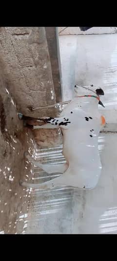 khera