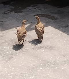 Irani Tetar Breeder Pair