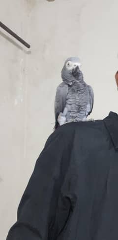African Grey Parrot