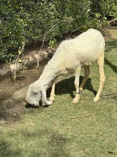 Beautiful young ,full nakot , full gulabi larkana breed sheep female