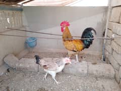 Pair For Sale