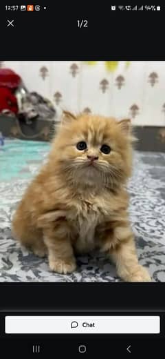 Persian cat for sale male female waxing career/0328/89/90/965/
