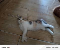 Cutest Double Cotted  kittens beautiful colors good cross