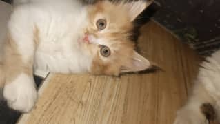 Cutest Double Cotted  kittens beautiful colors good cross