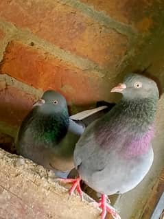 Black Pigeon 
