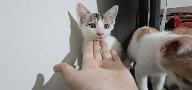 Black and White female cat