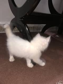 Persian White Kitten