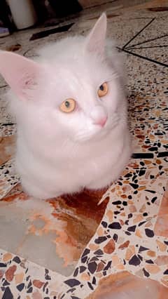 my cat is lost
