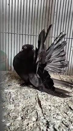 balck