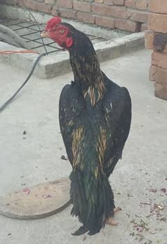 Aseel Young Phati, murghi, Madi ,