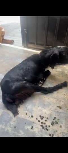 bakra