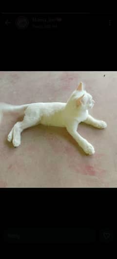 Persian