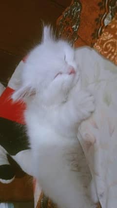 Persian