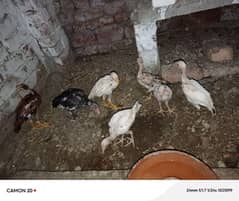 Aseel chicks for sale 3 and 4 months