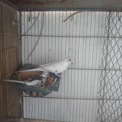 lotino fishery,blue  opline ,albino, lovebirds, pied dove for sale