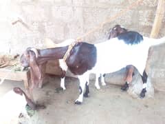 dono bakri hai ek 6 hoi hai abhi. or ek poary dantt ki hai