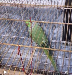 ring nack pair for sale breader
