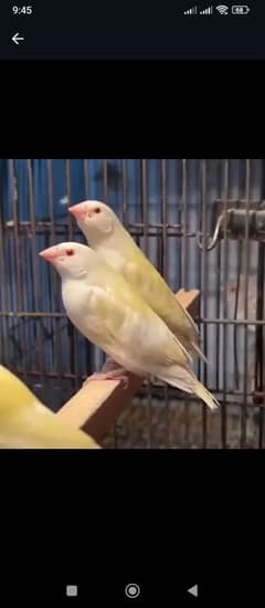 exhibition red eye goldian finch