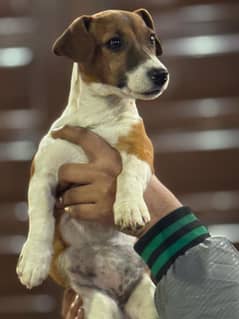 Jack Russell Terrier litter announcement. KCP Pedigreed.