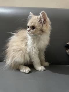 Persian kitten 3 months