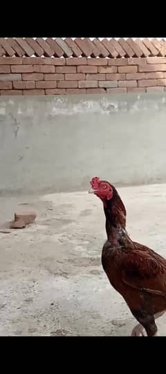 miyaawali aseeli, weight 4 kg, fully breeder