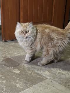 Persion female cat