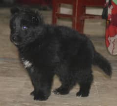 Black German shepherd puppies for sale