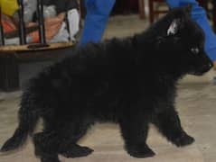 Black German shepherd puppies for sale