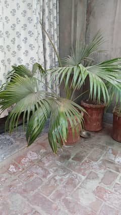 palm tree