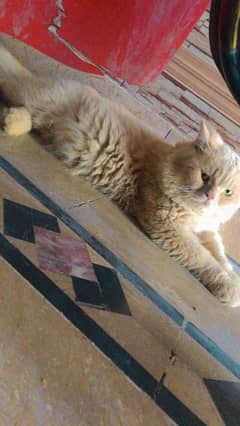 Persian Male Cat Camel Colour