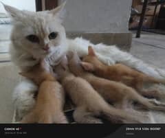 PERSIAN FEMALE CAT WITH 8 KITTENS  (03177308350)