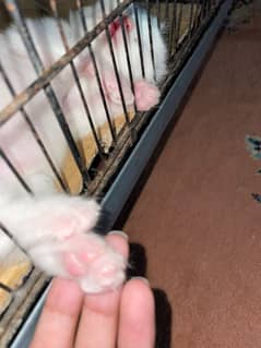 Triple coated Persian kittens available for sell age 40 days