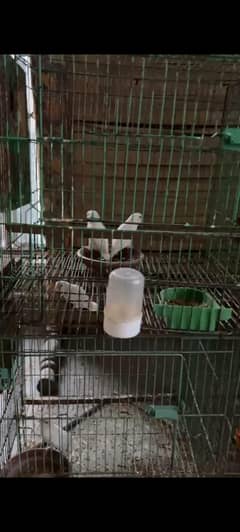Complete Lovebird Breeder Setup – 8 Pairs with Cages & Boxes (Lahore)