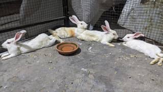 pure red eyes rabbits pair available