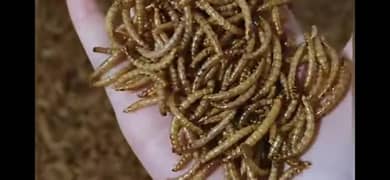 mealworm